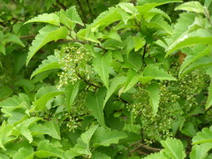 Plagianthus regius chathamicus
