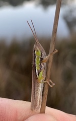 Bermius brachycerus