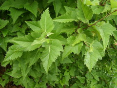 Plagianthus regius chathamicus