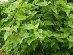 Plagianthus regius chathamicus