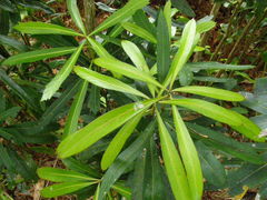 Pseudopanax chathamicus