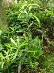 Pseudopanax chathamicus