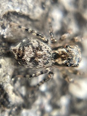 Mexigonus morosus