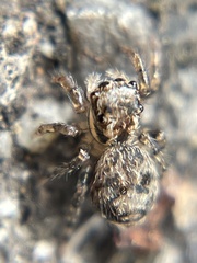 Mexigonus morosus
