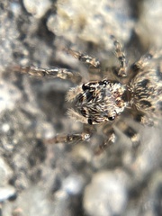 Mexigonus morosus