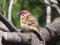 Passer montanus