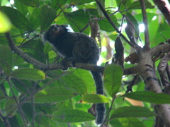 Callithrix jacchus × penicillata