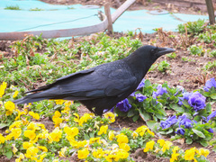 Corvus corone