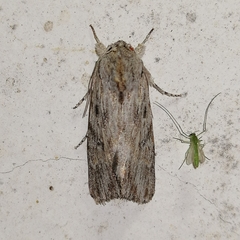 Prodeniini