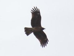 Milvus migrans lineatus