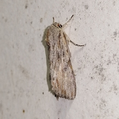 Prodeniini