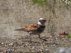 Turdus eunomus
