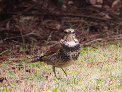 Turdus eunomus