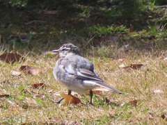 Motacilla alba lugens