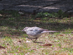 Motacilla alba lugens