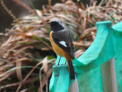 Phoenicurus auroreus