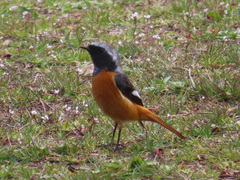 Phoenicurus auroreus