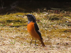 Phoenicurus auroreus