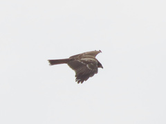 Milvus migrans lineatus