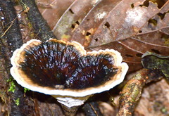 Sanguinoderma rugosum