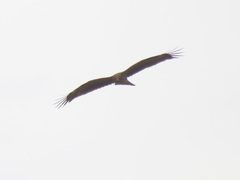 Milvus migrans lineatus