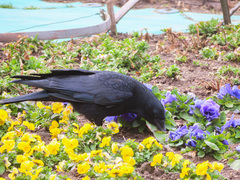 Corvus corone