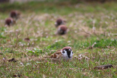 Passer montanus