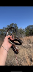 Masticophis taeniatus girardi