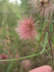 Noticastrum diffusum