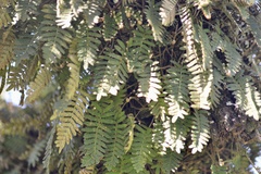 Pleopeltis minima