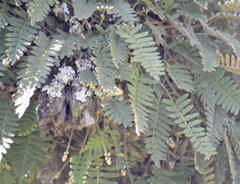 Pleopeltis minima