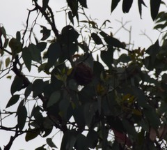 Ptilotula penicillata