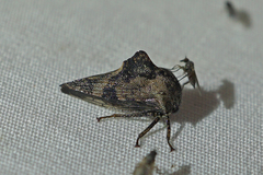 Telamona decorata