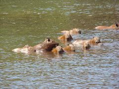 Hydrochoerus hydrochaeris