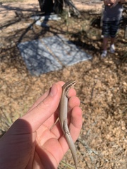 Plestiodon tetragrammus brevilineatus