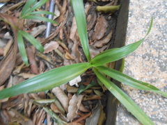 Crinum × amabile
