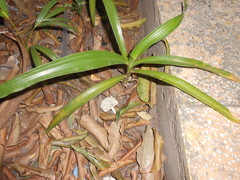 Crinum × amabile