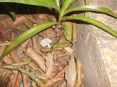 Crinum × amabile