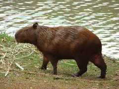 Hydrochoerus hydrochaeris