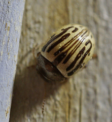 Zygogramma heterothecae