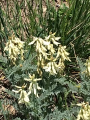 Astragalus drummondii