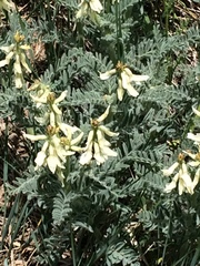 Astragalus drummondii