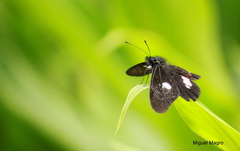 Archonias brassolis tereas