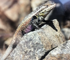 Sceloporus variabilis