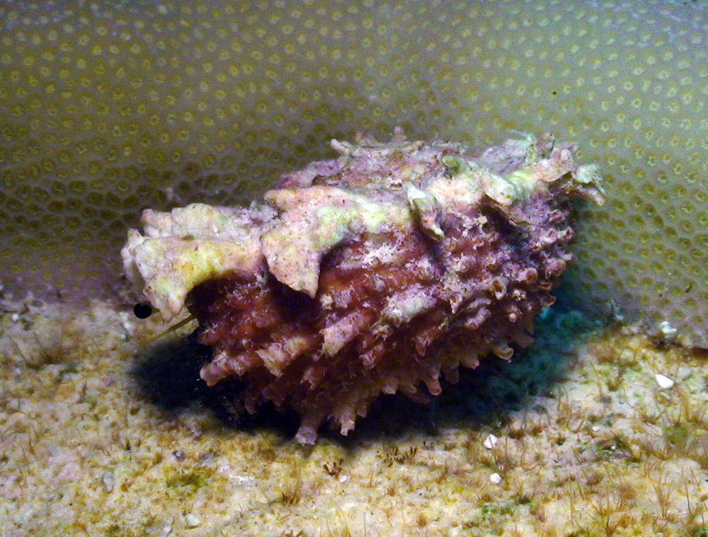 Angaria exasperata