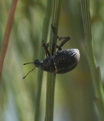 Catasarcus transversalis
