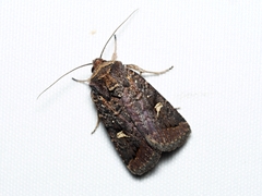 Proteuxoa hydraecioides