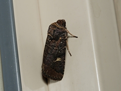 Proteuxoa hydraecioides