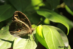 Dasyophthalma creusa