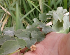 Abutilon trisulcatum